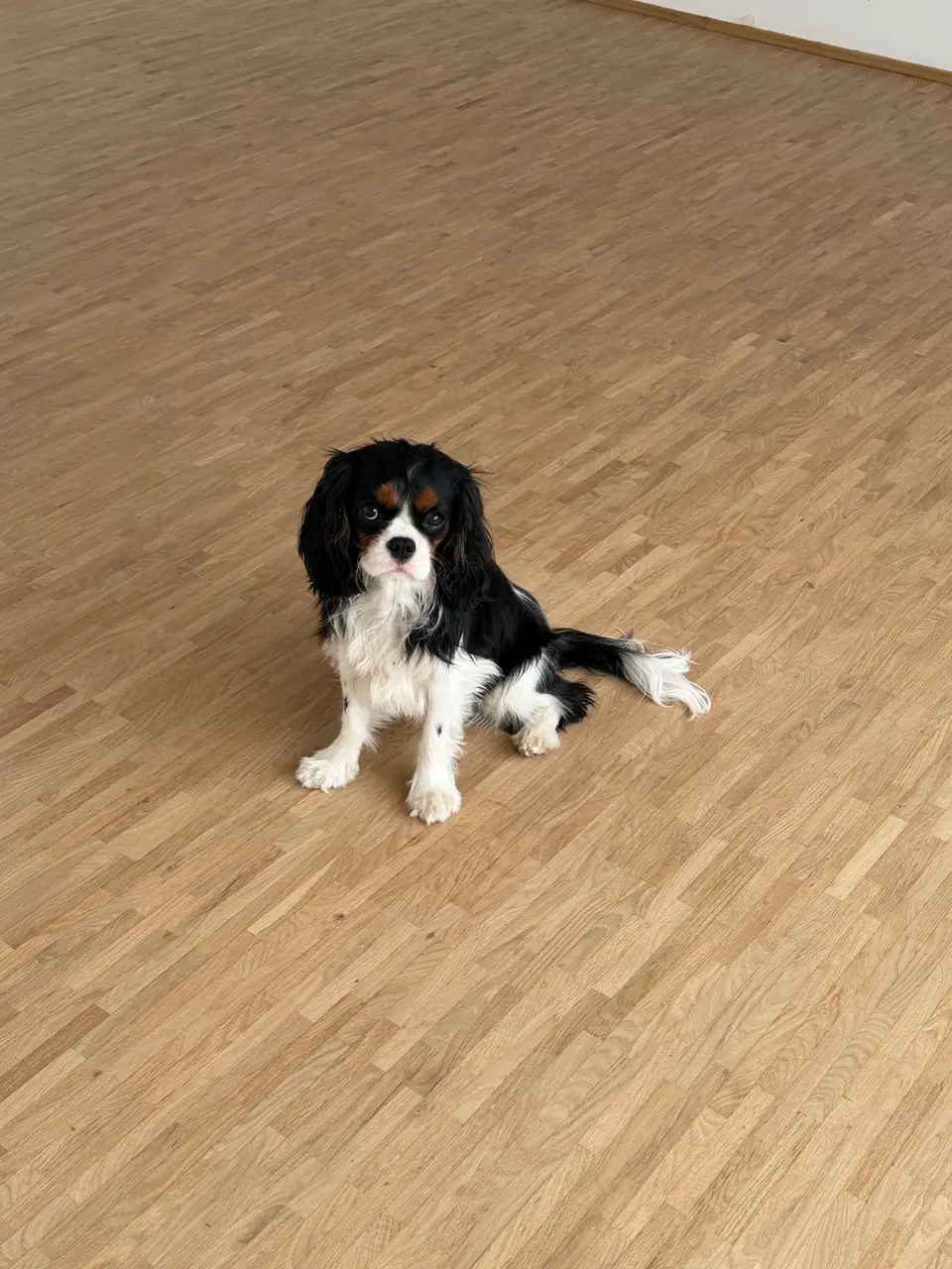 Große, helle Parkettfläche mit Stabmuster; im Vordergrund sitzt ein schwarz-weißer Hund.