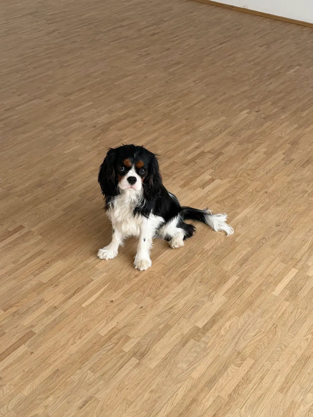 Große, helle Parkettfläche mit Stabmuster; im Vordergrund sitzt ein schwarz-weißer Hund.
