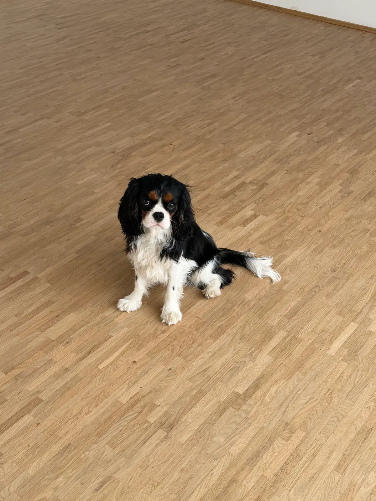 Große, helle Parkettfläche mit Stabmuster; im Vordergrund sitzt ein schwarz-weißer Hund.
